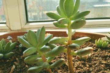 多肉植物徒长有什么好处 有5个 图片