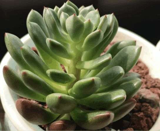 图解 多肉植物徒长如何砍头7个步骤