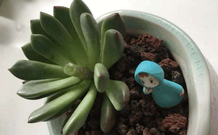 图解 多肉植物徒长如何砍头7个步骤