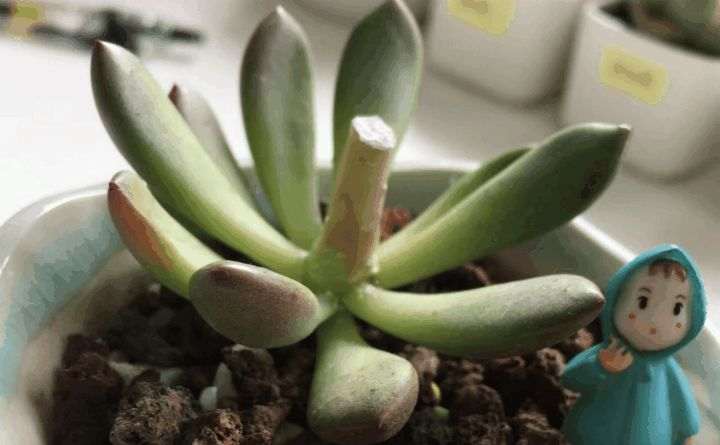 图解 多肉植物徒长如何砍头7个步骤
