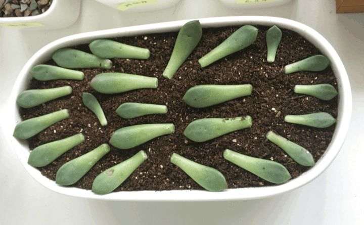 图解 多肉植物徒长如何砍头7个步骤