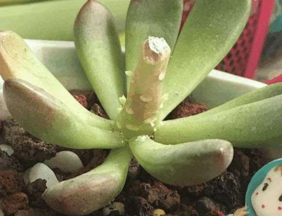 图解 多肉植物徒长如何砍头7个步骤