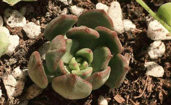 图解 多肉植物徒长如何砍头7个步骤