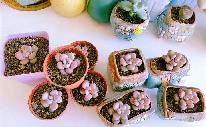 为什么冬天养多肉植物 要避免水多 图片