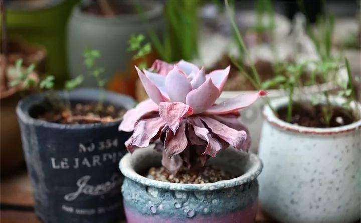 为什么冬天养多肉植物 要避免水多 图片