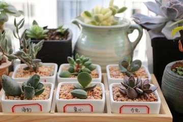 为什么冬天养多肉植物 要避免水多 图片