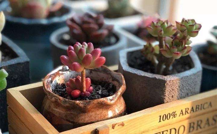 为什么冬天养多肉植物 要避免无光 图片