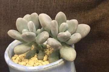 为什么冬天养多肉植物 要避免无光 图片