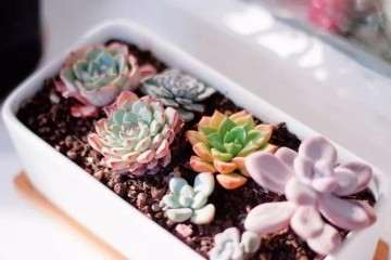 为什么冬天养多肉植物 要避免浓肥 图片