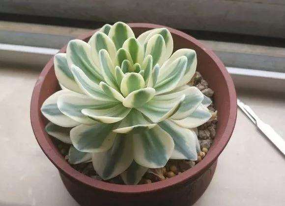 多肉植物徒长 怎么砍头的方法 图片