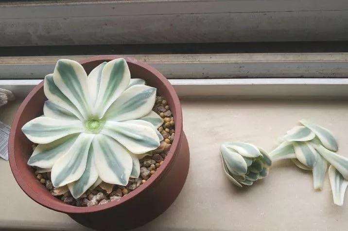 多肉植物徒长 怎么砍头的方法 图片