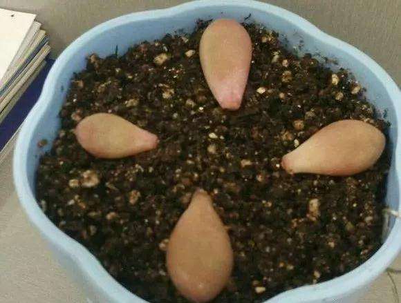 桃蛋多肉怎么用叶插来爆头的方法 图片