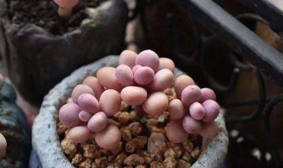 桃蛋多肉怎么用叶插来爆头的方法 图片