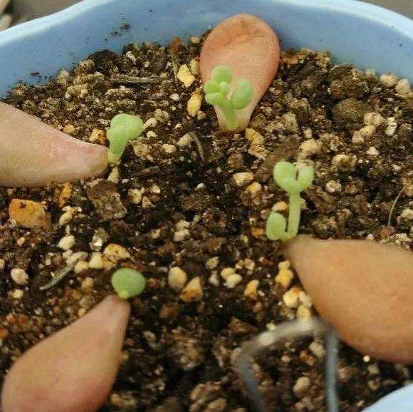 桃蛋多肉怎么用叶插来爆头的方法 图片