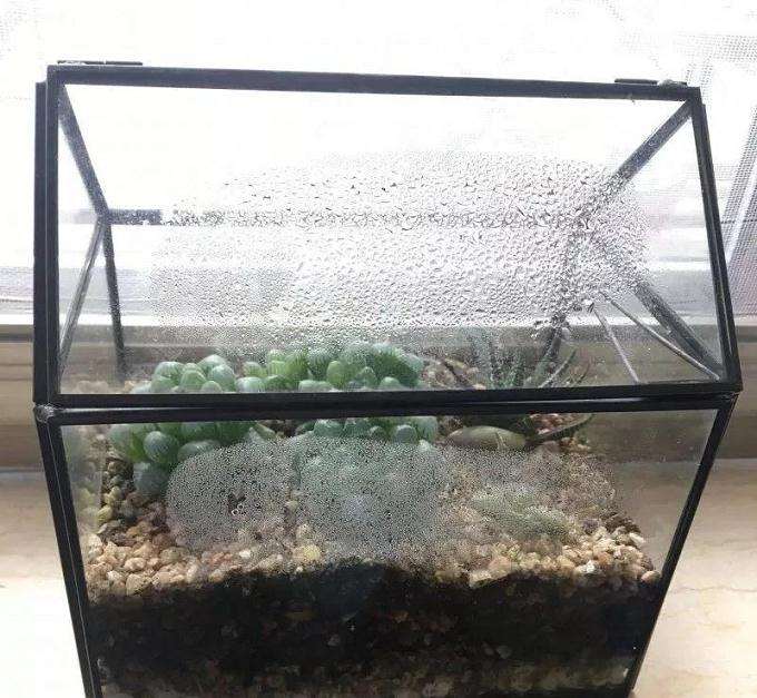 多肉植物怎么闷养的方法 图片