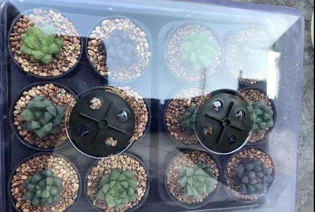 多肉植物怎么闷养的方法 图片