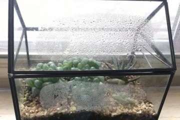 多肉植物怎么闷养的方法 图片