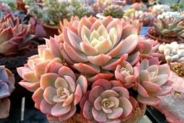 多肉植物怎么散光养护的方法 图片