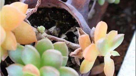 为什么多肉植物经常这样死亡 图片