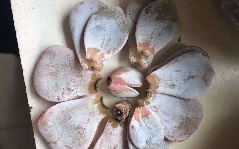 为什么多肉植物经常这样死亡 图片