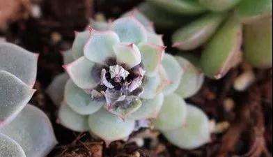 为什么多肉植物经常这样死亡 图片