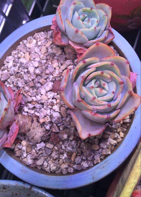 黄桃多肉缓苗很久了 还是皱 怎么办 图片