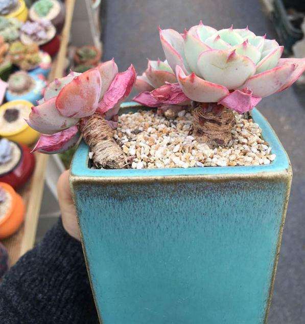 黄桃多肉缓苗很久了 还是皱 怎么办 图片