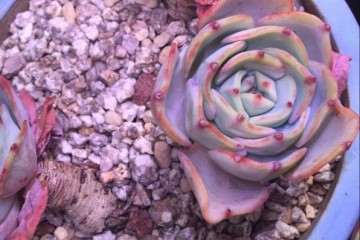 黄桃多肉缓苗很久了 还是皱 怎么办 图片