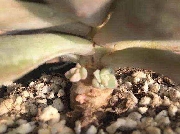 给多肉植物施肥 到底好不好 图片