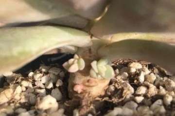 给多肉植物施肥 到底好不好 图片