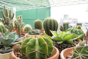 夏季需要给多肉植物遮阴吗 图片