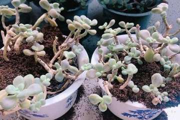 多肉植物上有蚂蚁 怎么办 图片