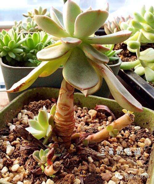 多肉植物疯狂长高 怎么办 图片