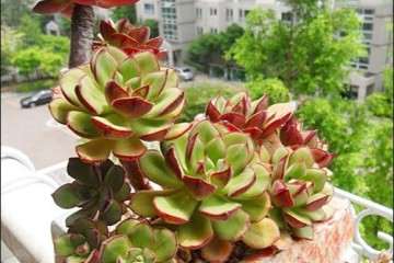 多肉植物疯狂长高 怎么办 图片