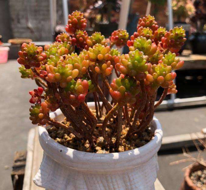 为什么不建议泥巴土种植多肉植物 图片