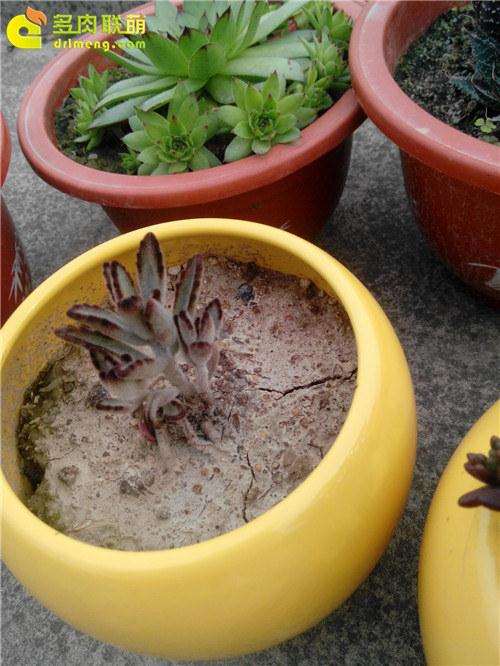 为什么不建议泥巴土种植多肉植物 图片