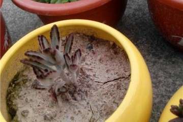 为什么不建议泥巴土种植多肉植物 图片