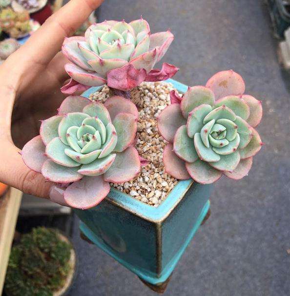 网购裸根多肉怎么检查的方法 图片