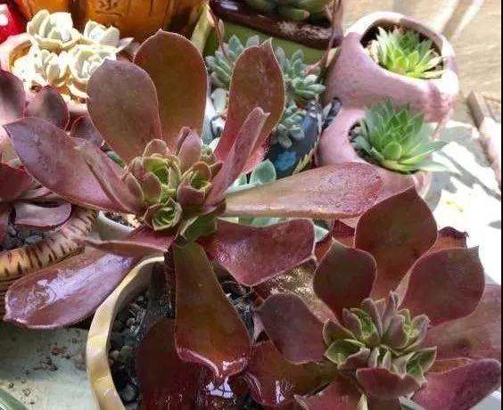 网购裸根多肉怎么检查的方法 图片