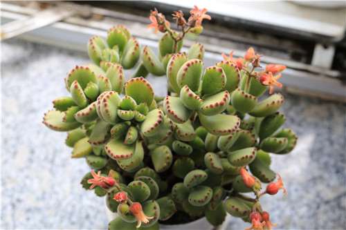 熊童子多肉开花可以授粉吗 图片