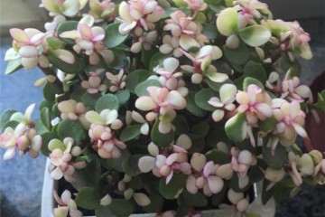 你有可能买到假的雅乐之舞多肉 图片