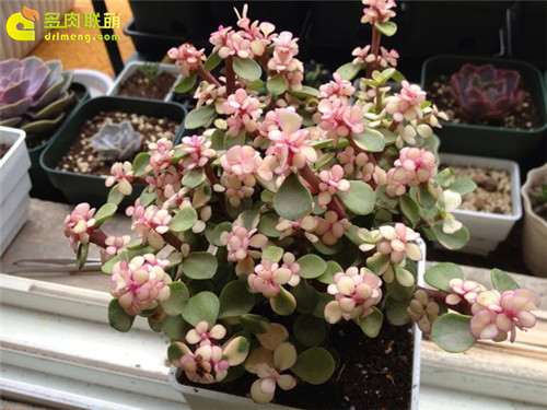 假雅乐之舞/雅乐之华-3