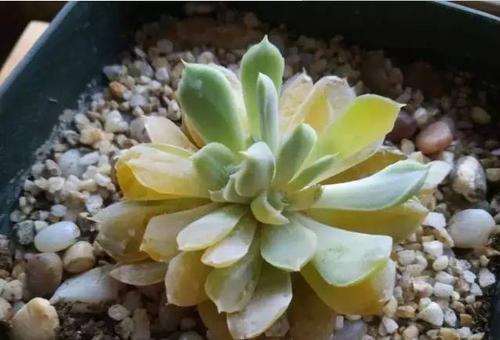 关于网上对多肉叶片化水的说法 图片