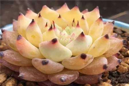 关于网上对多肉叶片化水的说法 图片