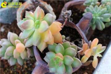 多肉植物叶片突然化水 怎么办 图片