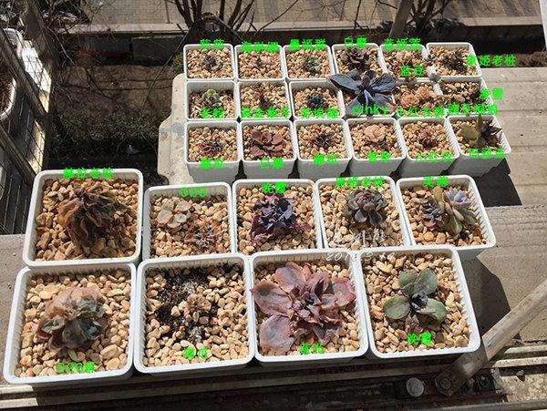 什么情况 多肉植物换盆要修根 图片