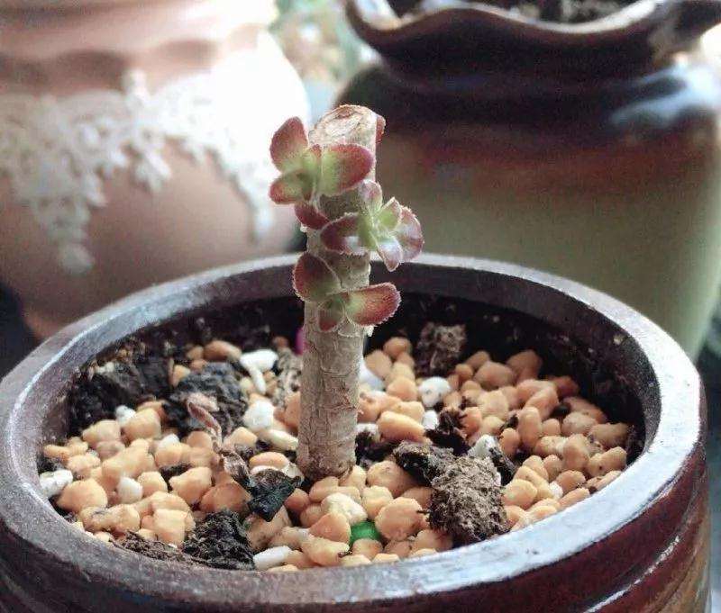 什么情况 多肉植物换盆要修根 图片