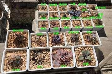 什么情况 多肉植物换盆要修根 图片