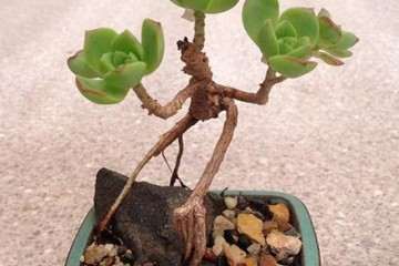 多肉植物真可以防辐射吗 图片