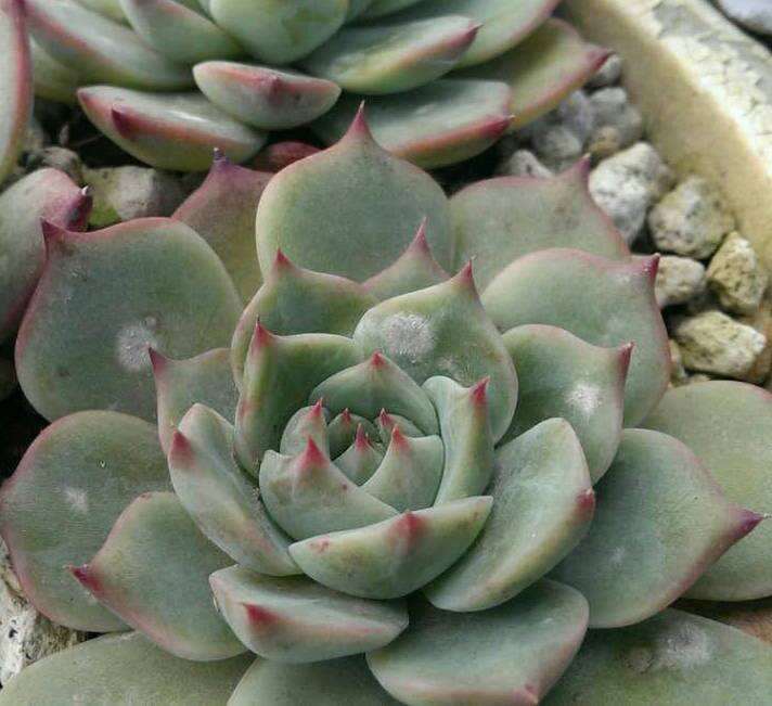 多肉植物的叶片上长霉斑怎么办